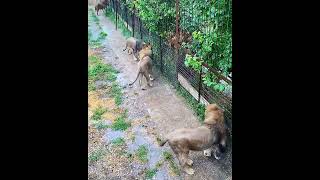 Тайган сегодня: львы разбушевались #shorts #lions #тайган #львы