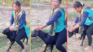 goat riding | riding goat | ride goat ❤️♥️