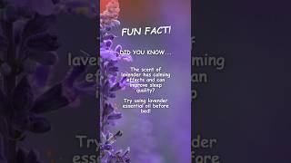 Fun Fact: Enhance Your Sleep with Lavender #sleeptips #positivemindset #sleepbettertonight