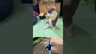 kungfu kucing #edukasianak #funny #bermainedukasi #cuteanimal #cat #edukasianakanak #cutebaby