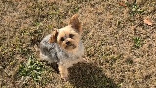 "Hurry, Mommy, throw the BALL I want to play!" #soccerball #yorkies #footballsoccer #Rylie