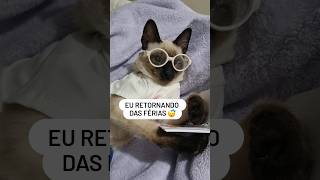 Só que não 🙈 😹 #gatos #amamosgatos #babyanimal #amorporgatos #babycat #memes #pets #babypet