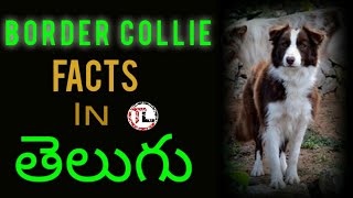 Border Collie Dog Facts | Popular dog breed | Telugu | Taju logics