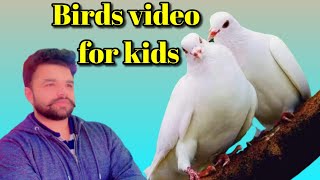 Birds of Birmingham  United kingdom.  || video for kids || by Malik Umer Uk