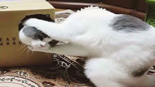 FUNNY CAT MEMES COMPILATION #13