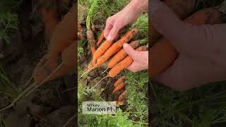 Mrkev Marion F1 #zahrada #garden #gardening #mrkev #carrot #marion #rada