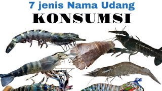 NAMA NAMA UDANG UKURAN BESAR YANG BIASA KONSUMSI