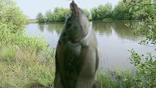 Di Sukuri Mancing Disungai Masih Banyak Strike Alhamdulillah