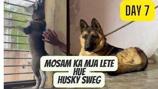 7 day husky,daily vlog.mosam ka mja le rhe h sare dog.#firstrain