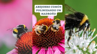 Curioso y mágico ABEJORRO Bombus terrestris POLINIZANDO flores de MADROÑO Arbutus unedo | Laura Raya