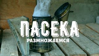 Размножаемся // Купили новых маток // Горная пасека