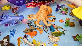 ANIMALS FOR TODDLERS: ORANGE FROGFISH, FLOUNDER, BROOK TROUT, CLOWNFISH, AND MORE