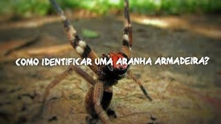 Como IDENTIFICAR uma Aranha Armadeira? (e comparar com outras aranhas)