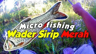 Mancing ikan Wader/Beunteur #microfishing