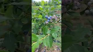 Blueberry farm