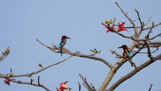 White throated Kingfisher