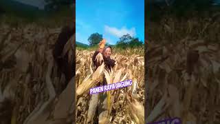 alhamdulillah! Musim panen jagung telah tiba daerah kemu pulau beringin #shorts #jagung #panenjagung