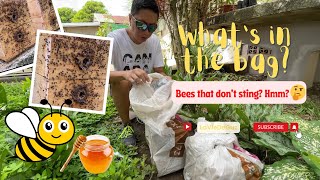 🐝 🐝🐝 We Just Got A New Addition Of Stingless Bees To Our Proivince Homestead | Province Life