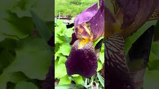 Amazing Iowa Neighborhood Walk (Early May): Saturday after a severe thunderstorm