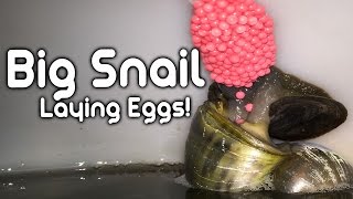 Big Apple Snail Laying Eggs! - (Close Up)