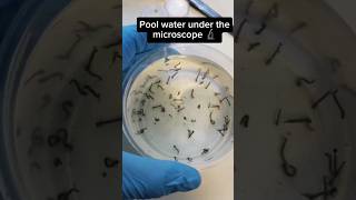 Pool water under the microscope #microscope #shortfeed #shorts #fyp