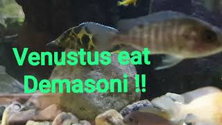 VENUSTUS EAT DEMASONI CICHLID !!