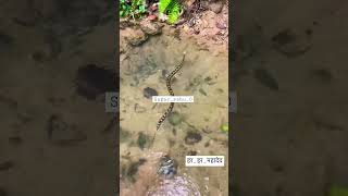 python snake swimming in water (पानी में तैरता हुआ अजगर सांप) #shorts #short #python  #sagar_sahu_0