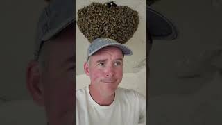 Check out This Bee Thinking Hat...Found It Surprising...What Do You Think? #short #tiktok #bees