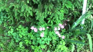 Columbine: How it adds spring color and sustains itself through reseeding