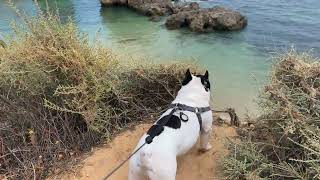 Bully’s Travels, Albufeira , Algarve , 🇵🇹