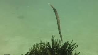 Artificial Reef   Chinese trumpetfish