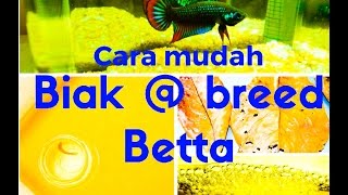 CARA MUDAH BIAK / BREED IKAN LAGA @ IKAN CUPANG @ BETTA FISH 2016@2017