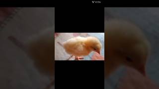 New Cute Baby Chicken / Chicks #shorts #viral #viralshorts #cutechicks