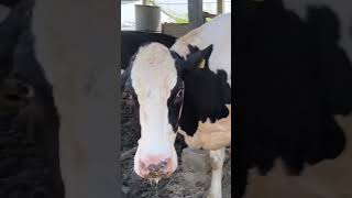 #trending #viral #animals #cow #breeding #ytshorts #phddairywala