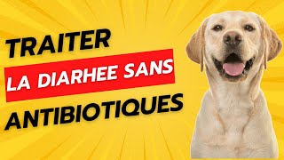 Gérer la diarrhée chez les chiens sans antibiotiques