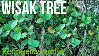 Wisak Tree (Neonuclia media) Philippine Native Trees