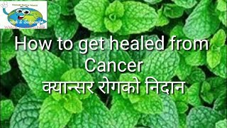 Use of Mint, पुदीना को प्रयोग- Fight against Cancer