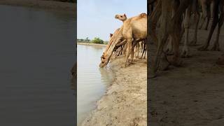 Camels of desert drinking water in the pond #shorts