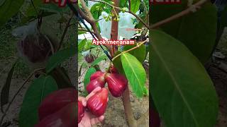 Musim tanam jambu #jambu #jambuair #tambulampot #fruit #shorts