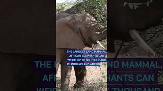 THE HEAVIEST ANIMALS ON THE PLANET!