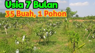 Jambu Kristal Usia 7 Bulan Siap Panen👍🏻