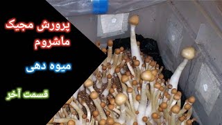 پرورش مجیک ماشروم. میوه دهی یا برداشت. قسمت آخر