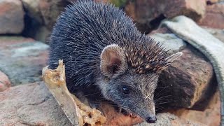 Cute Hedgehog Video || Hedgehog in my Garden || Cute Baby Monster 💀