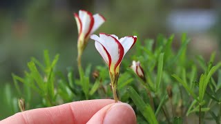 Oxalis versicolor (Candy Cane Sorrel) - FarmerGracy.co.uk