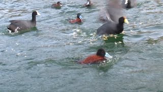 LAGUNA CON MUCHOS PATOS.NATURALEZA.