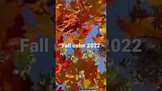 পেয়েছি খবর পাতা খসানোর সময় হয়েছে শুরু #banglavlog #america #fallfoliage #color #usa