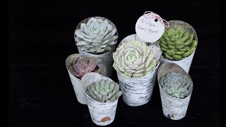 DIY Table Setting Place Cards & Gift Tags with Succulents