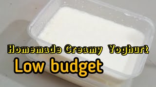 HOMEMADE YOGHURT LOW BUDGET #howtomakeyoghurt #homemadeyoghurt #creamyyoghurt @Simplykusineraph