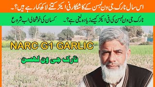 Earn 16 Lack Per Acre,Narc g1 garlic farming,narc g1 garlic seed price in pakistan