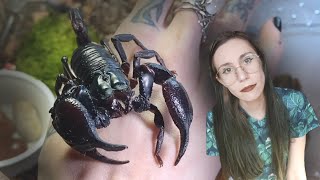 Jinx died.. what happened + I got babies. meet Dusk & Dawn (Asian Forest Scorpion)